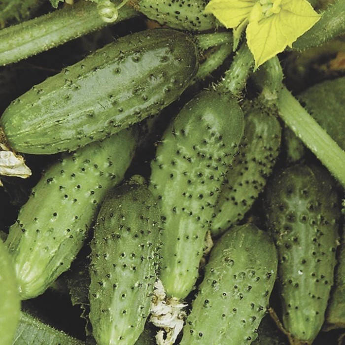 

Семена огурца Кустовой
