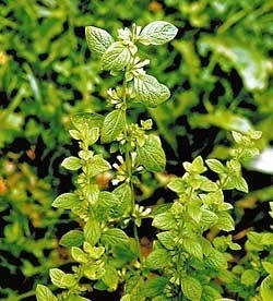 

Мелиссовое масло эфирное