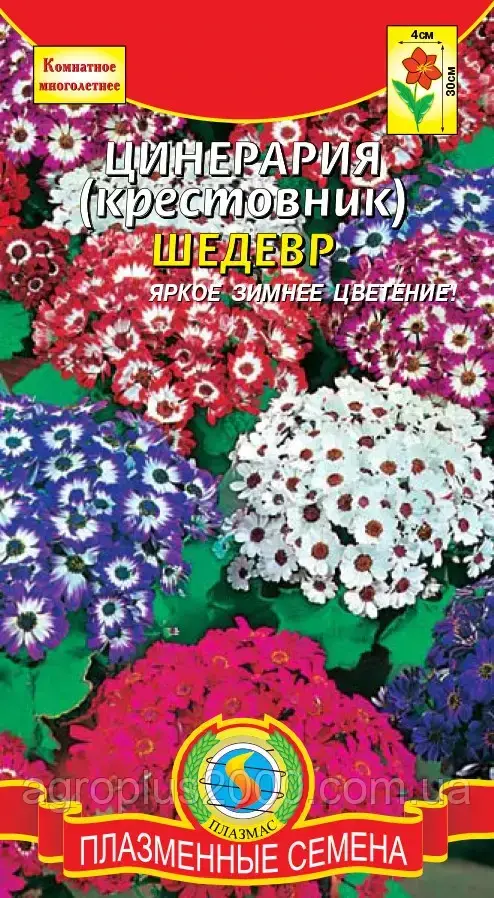

Семена Цинерария (крестовник) Шедевр Смесь 10 семян Агроника, Разные цвета