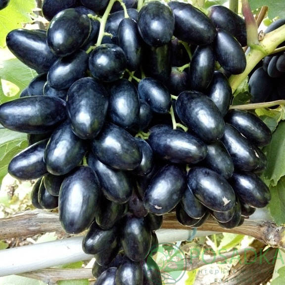 

Виноград Велика (черенки)