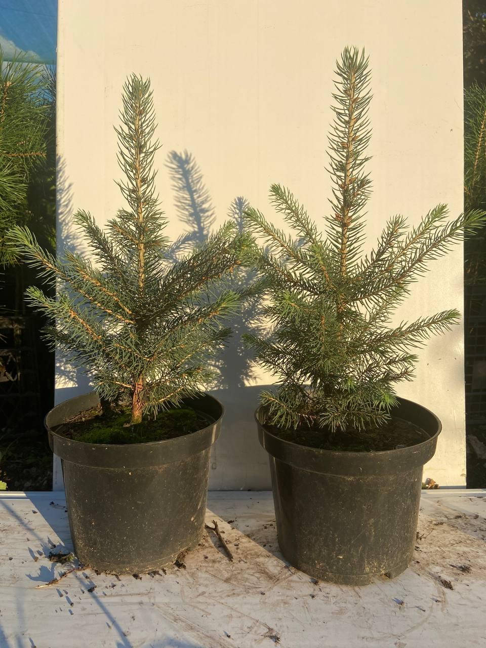 

Ель голубая Глаука Маджестик Блю ( Picea pungens Glauca Majestic Blue) 30-35 см