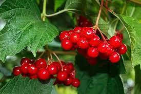 

Калина звичайна / Viburnum opulus С5 /Н 80-100