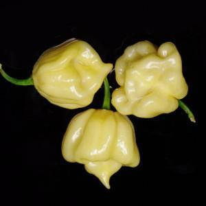 

Семена перца 7 Пот (7 Pot) белый (white)