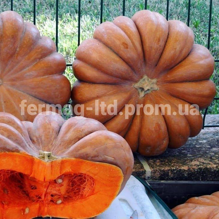 

Семена тыквы Прованс Мускатель (100 г) Agri Saaten