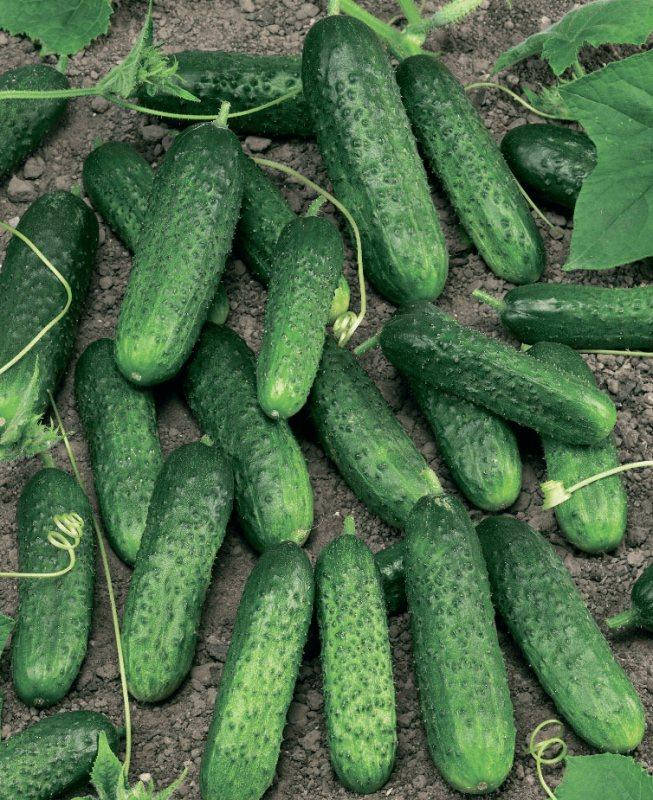 

Семена Огурец самоопыляющийся Маринда F1 поштучно 10 семян Seminis