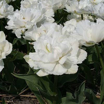 

Тюльпан Grobina (луковицы) 3 шт