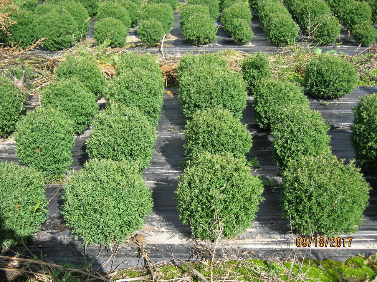 

Укорененный черенок Туя западная "Тедди" (Thuja occidentalis Teddy)