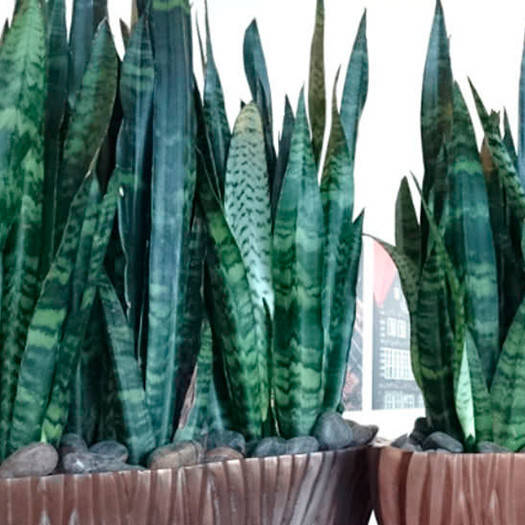 

Сансевиерия трехполосная, Sansevieria trifasciata