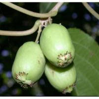 

"Киевская гибридная" - саженцы актинидии в контейнерах