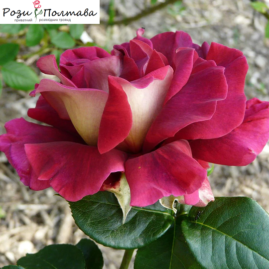 

Кроненбург (Kronenbourg)