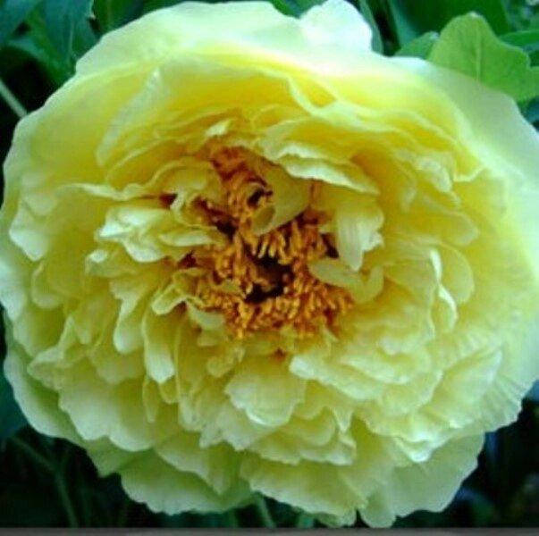 

ПИОН ТРАВЯНИСТЫЙ YELLOW CROWN (КОРНЕВИЩА).