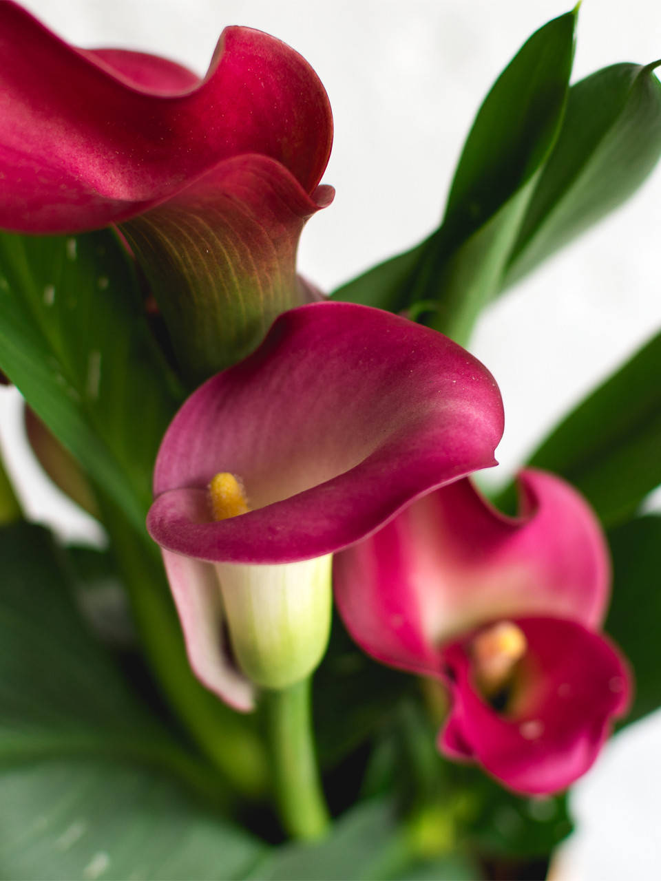 

Калла клубневая California Red 1 клубень