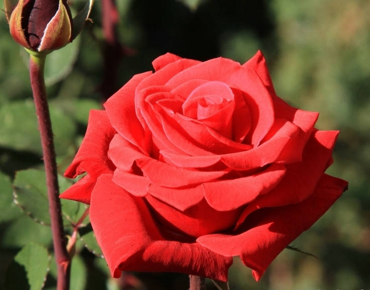 

Роза Ред Берлин(Red Berlin) чайно-гибридная