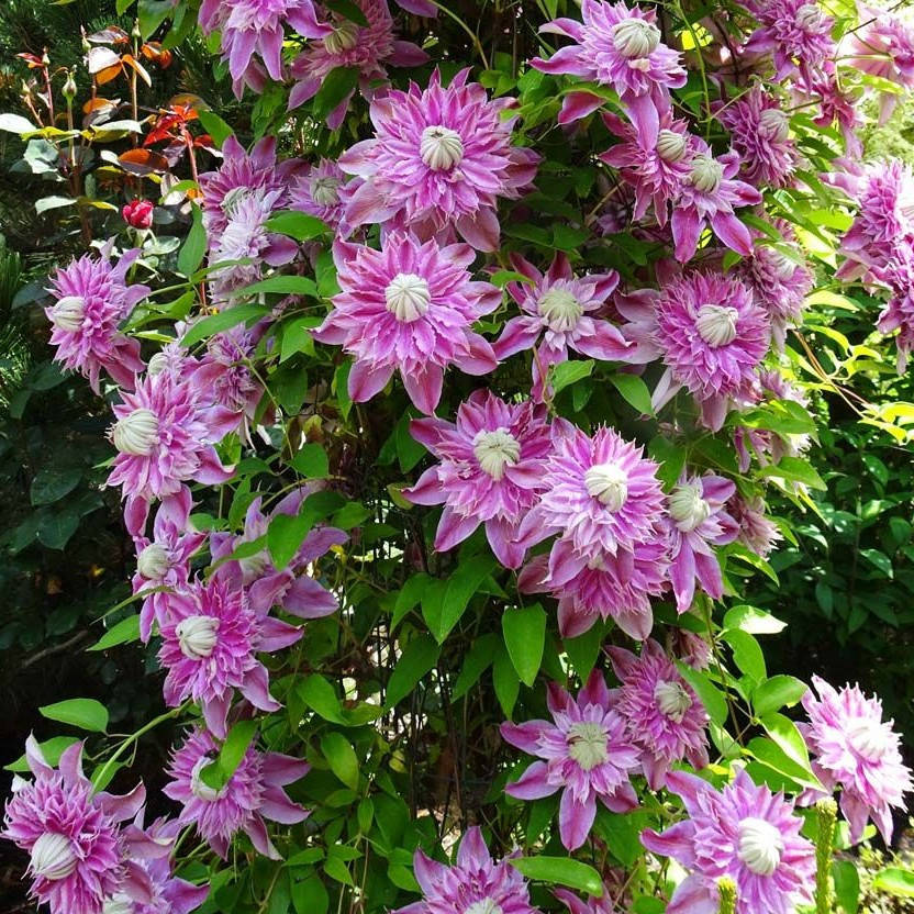 

Клематис Жозефина, Clematis Josephine (2 и 3 группа)