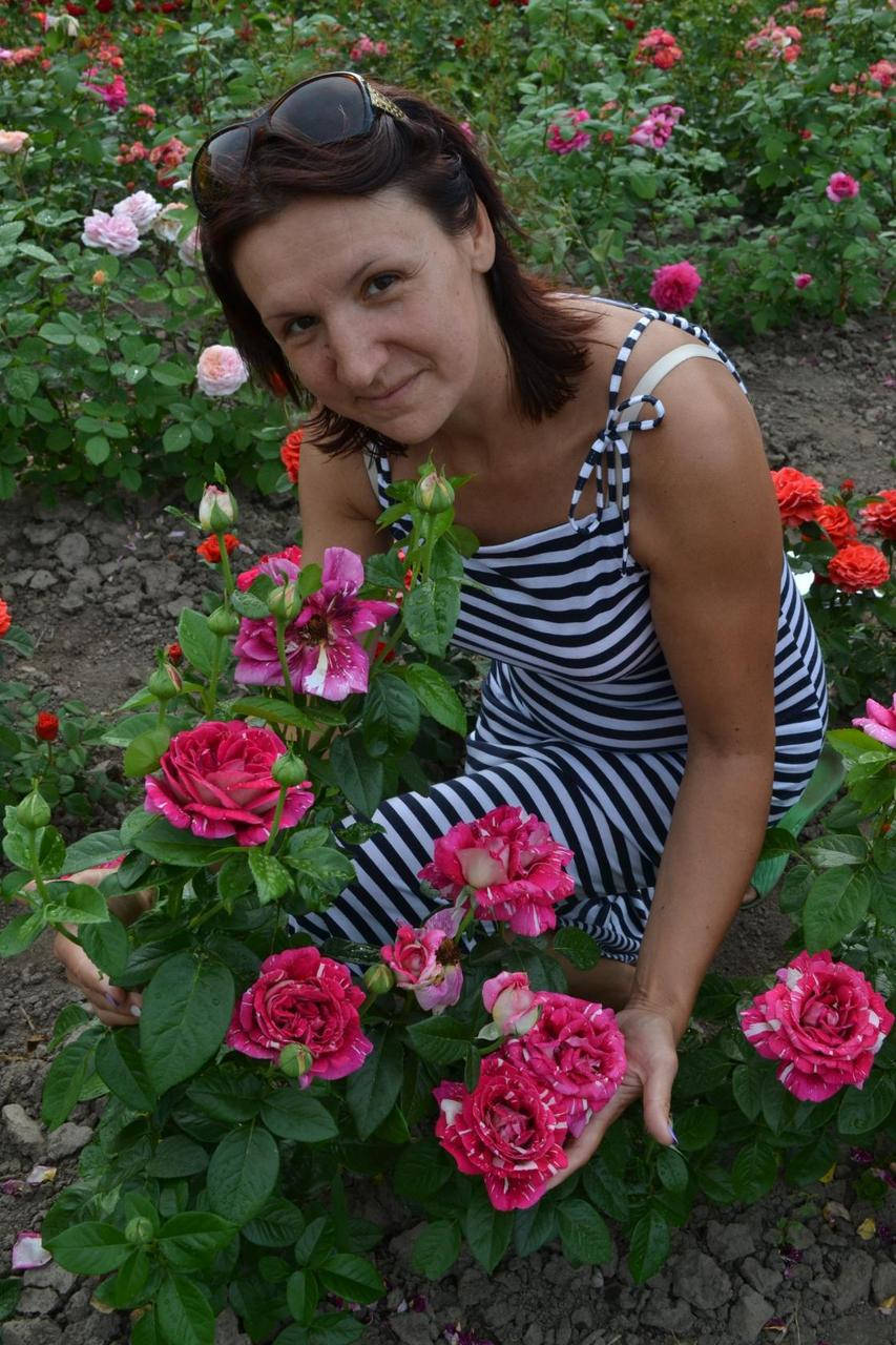 

Роза чайно-гибридная Пестрая Фантазия