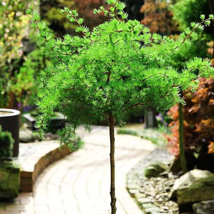 

Лиственница японская на штамбе Диана / Ра 120 / Larix kaempferi Diana
