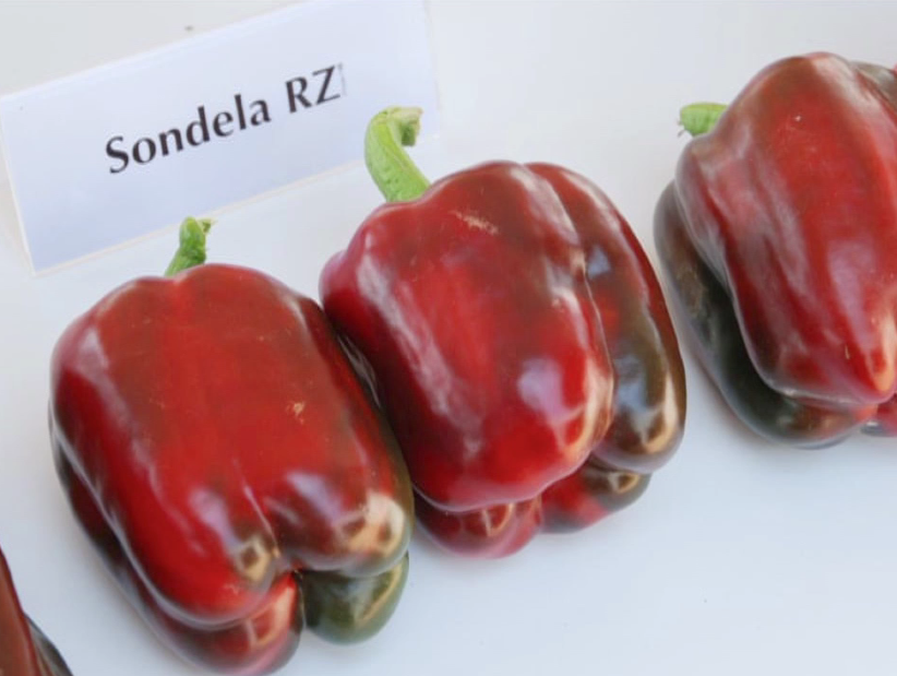 

Семена перца Сондела F1 \ Sondela F1 100 семян Rijk Zwaan