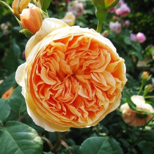 

Роза Crown Princess Margareta (саженцы)