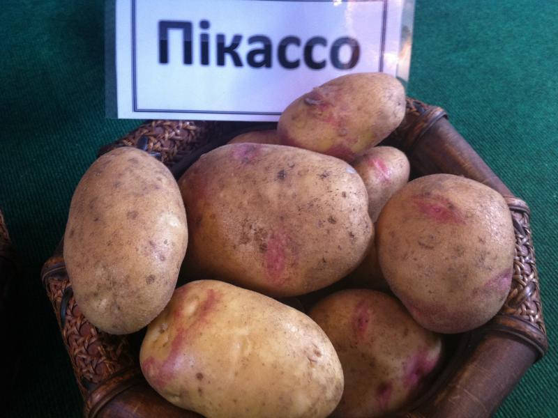 

Семенной Картофель Пикассо 1 репродукция