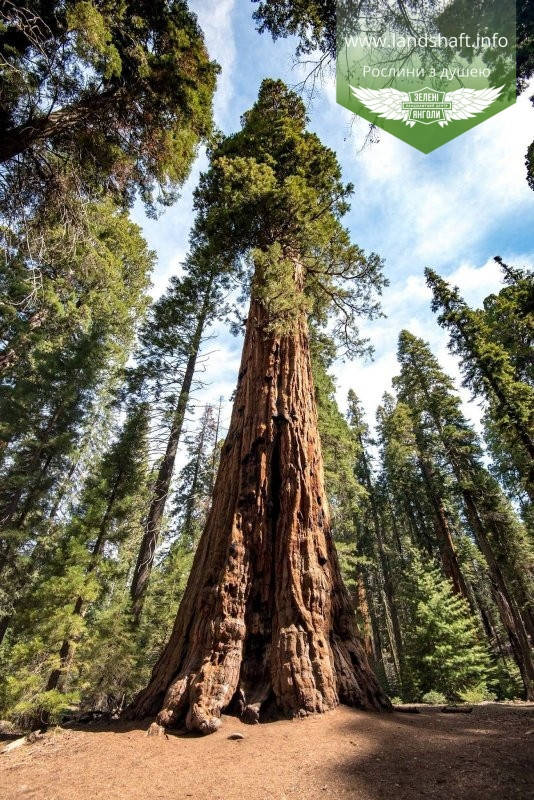 

Sequoiadendron giganteum, Секвойядендрон велетенський,C2 - горщик 2л