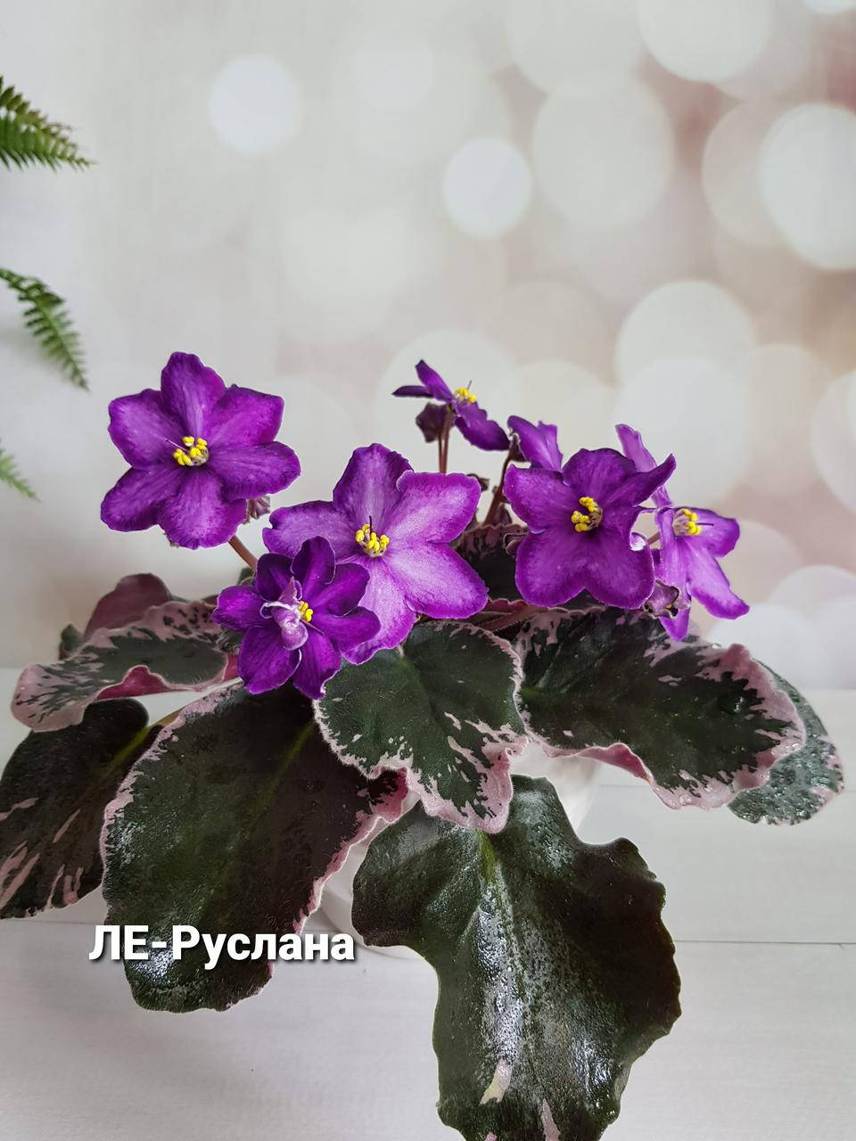 

Фиалка ЛЕ-Руслана детка