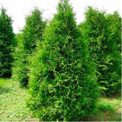 

Туя западная Brabant / Брабант (Контейнер: Р 9; Саженец: 20-30 см)