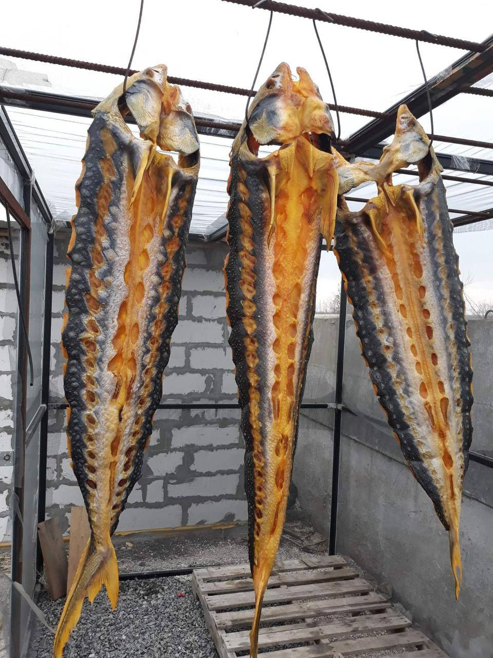 

Осетр копченый, с головой (от 2,5 до 3кг), цена за 1кг
