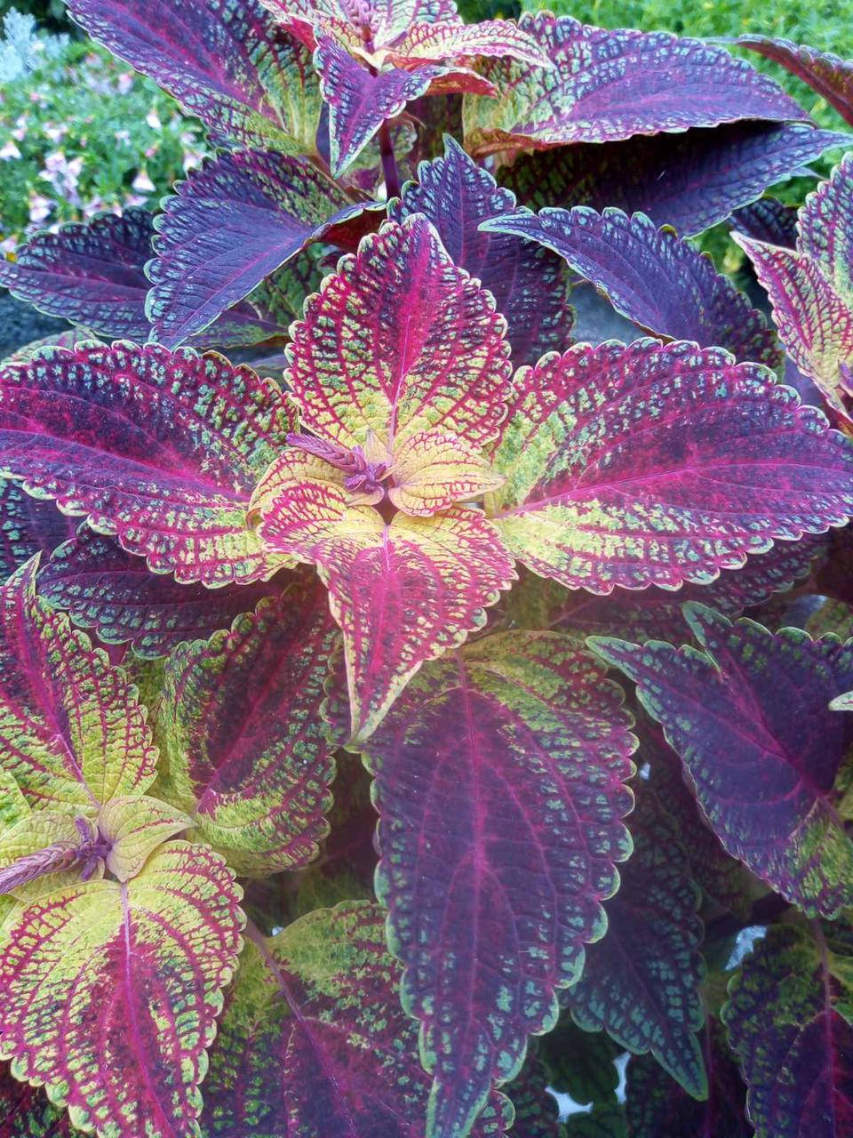 

Колеус Mr. Wonderful в горшке 0,25л