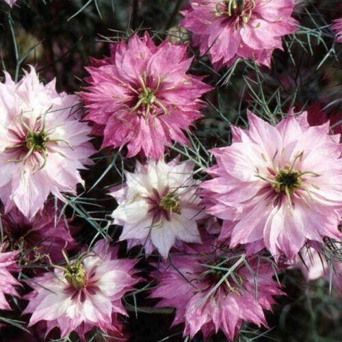 

Нигелла Nigella damascena Mulberry Rose 15 семян