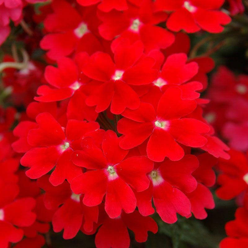 

Семена вербены 10 шт Obsession(Обсешн) Syngenta Голландия Red
