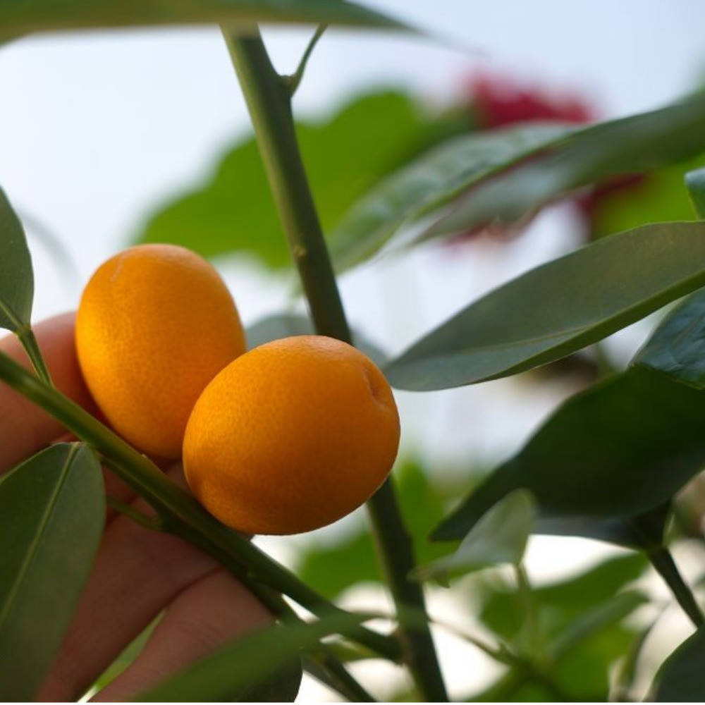 

Кумкват Малайский