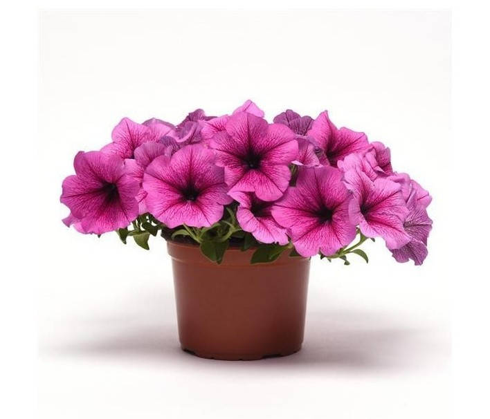 

Рассада Петуния Easy Wave F1 Rose Fusion розовая d13см