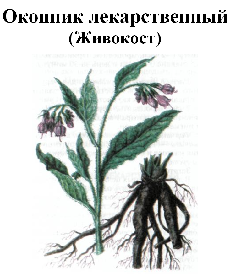 

Живокост (окопник лекарственный), корень сухой, 100 грамм