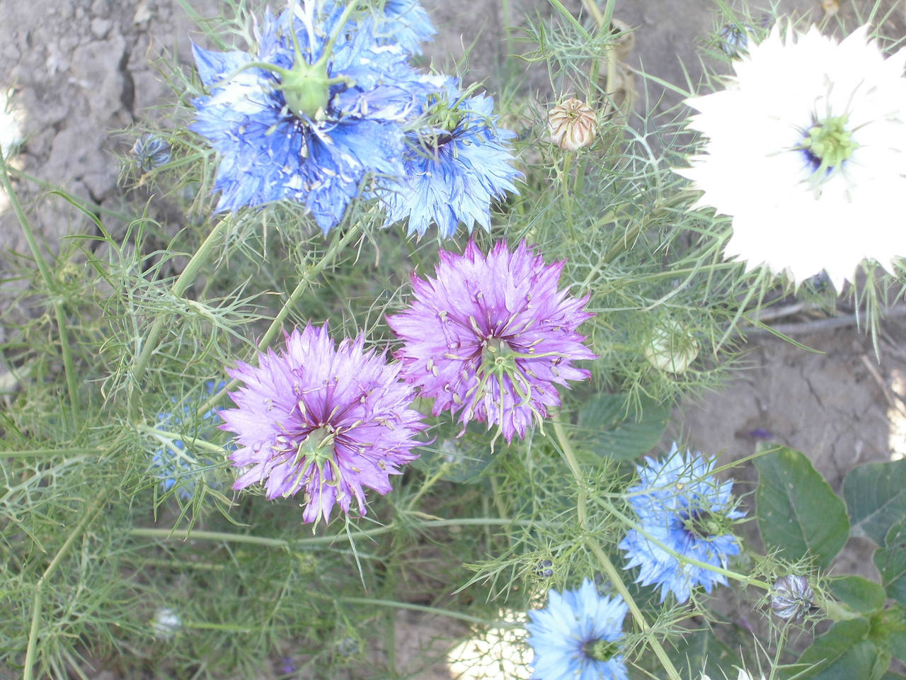 

Семена цветов Нигелла(чернушка посевная), Разные цвета