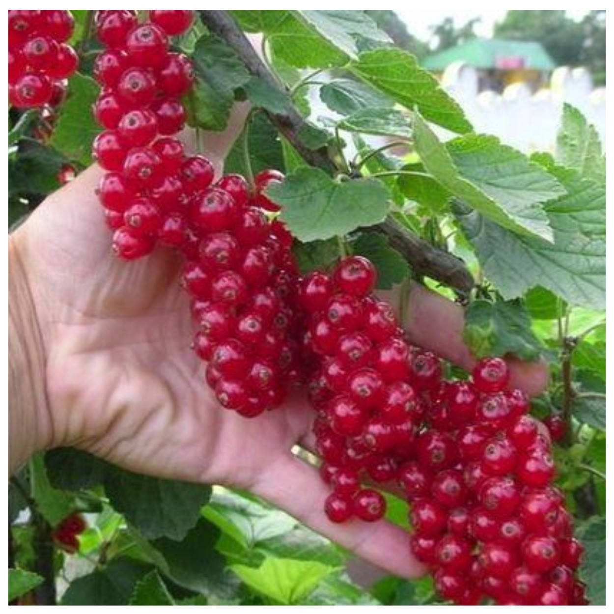 

Смородина красная Мармеладница