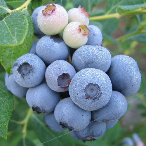 

Саженцы Голубики Легаси (Legacy) - поздняя, урожайная, неприхотливая Р9