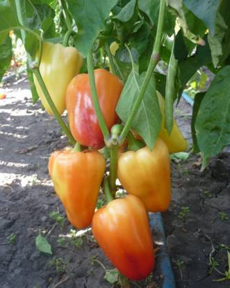 

Перець солодкий сорт Фея, 0,5 г