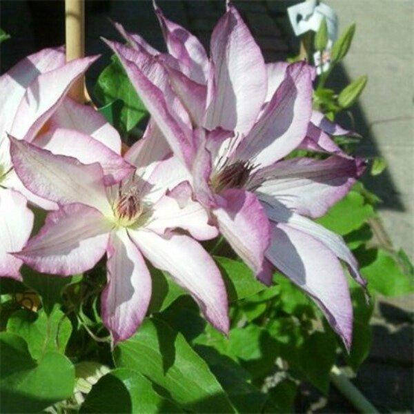 

КЛЕМАТИС OMOSHIRO (САЖЕНЦЫ ЗКС).