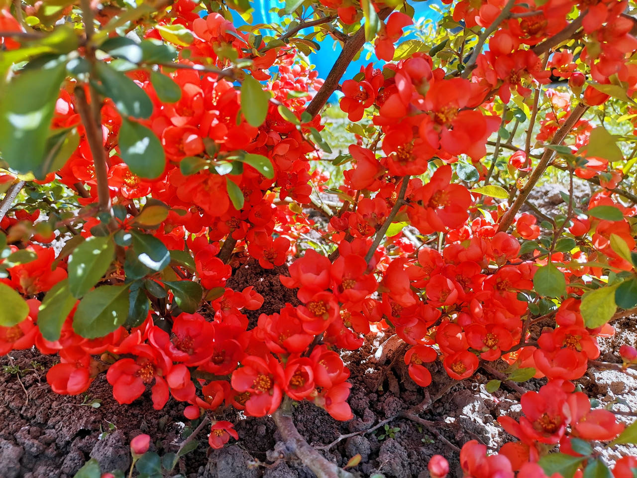 

Саджанець Хеномелесу (Айва японська)