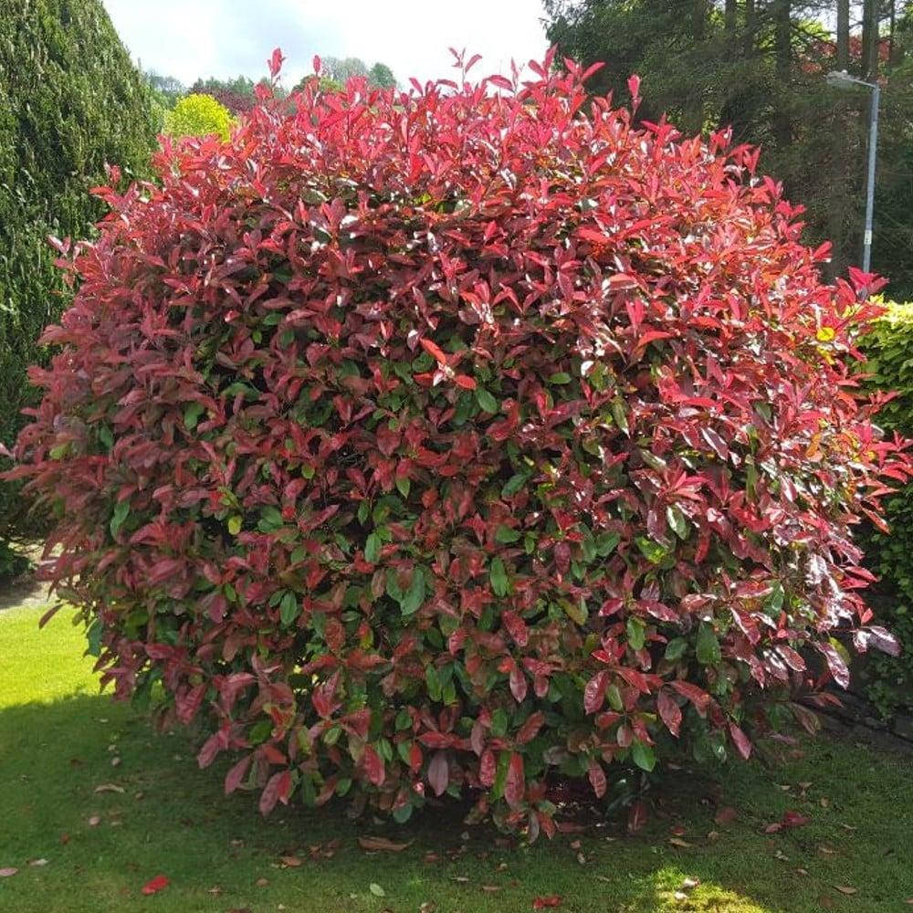 

Фотінія Фразера Red Robin 2 річна, Фотиния Фразера Ред Робин, Photinia fraseri Red Robin