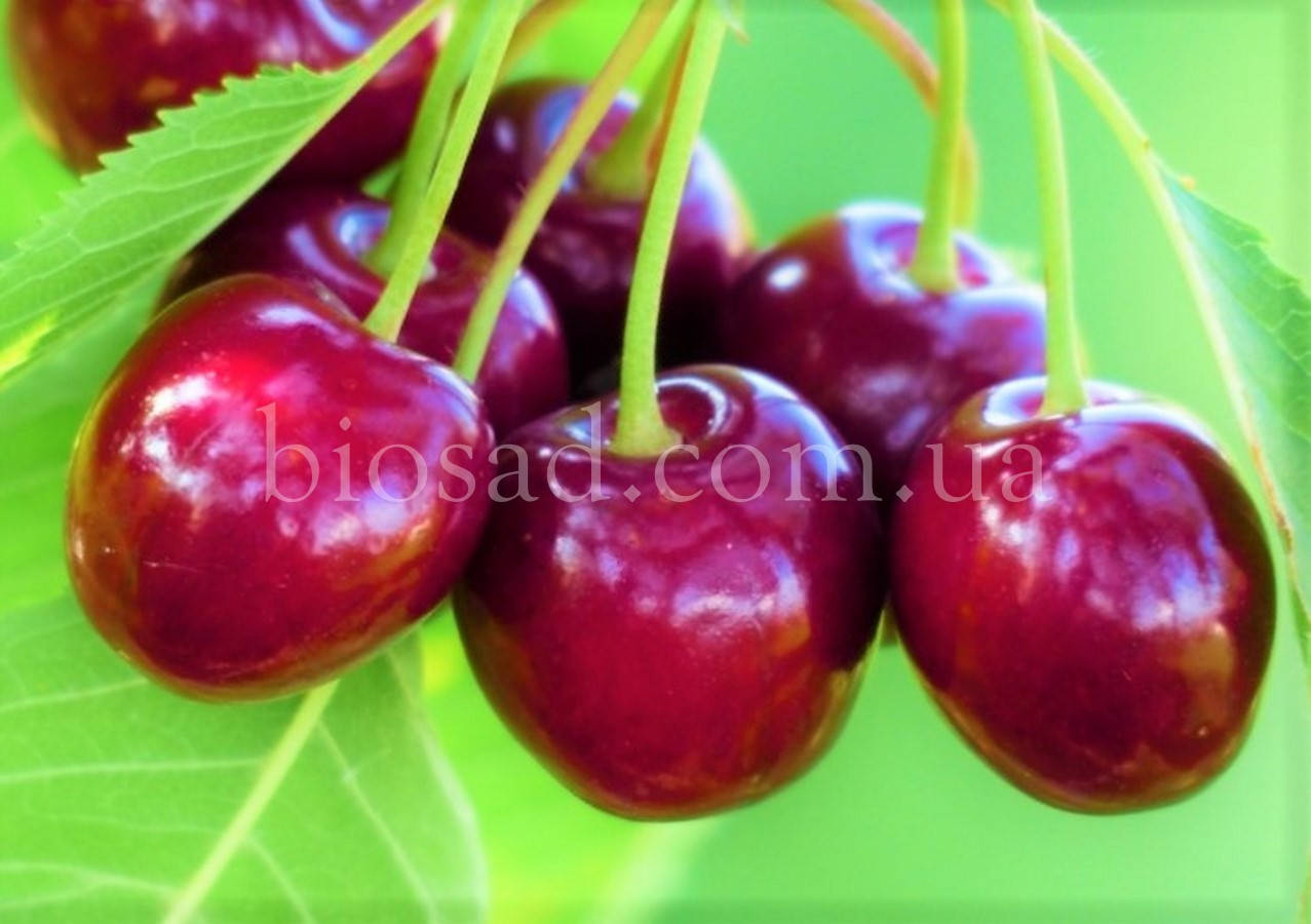 

Черешня Валерий Чкалов