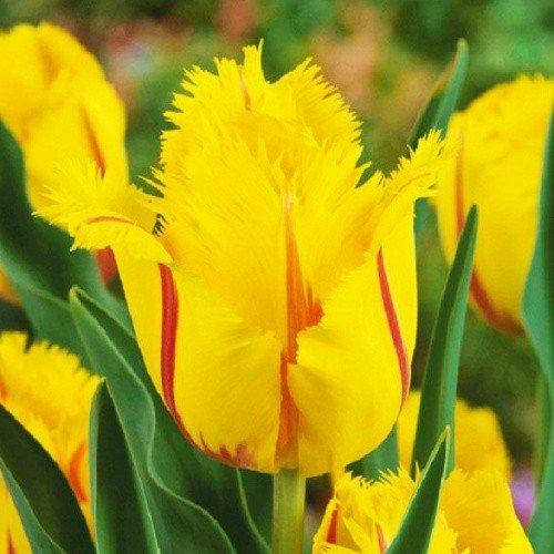 

Тюльпан Flamenco 3 шт