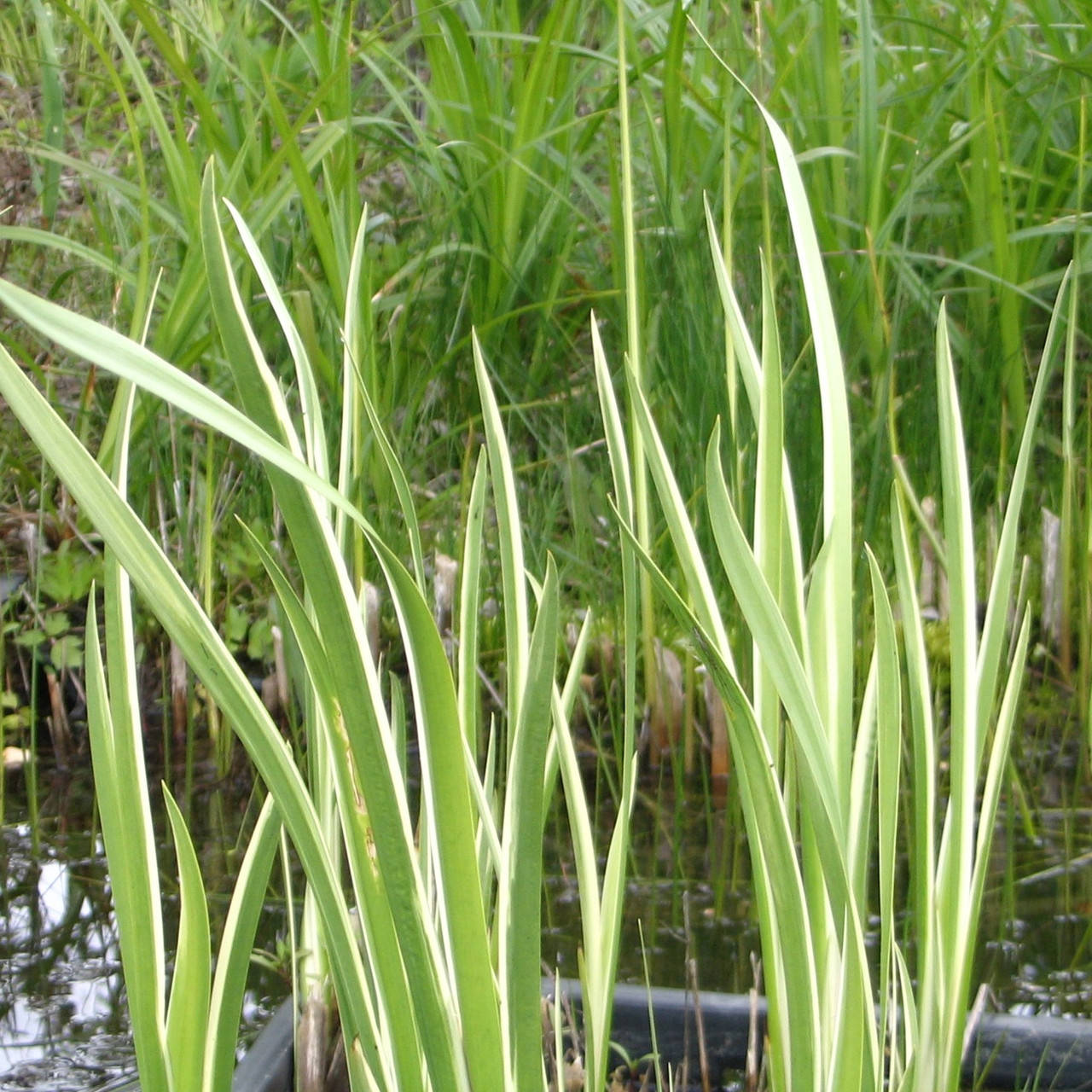 

Аир обыкновенный Пестролистный - Acorus calamus Variegatus