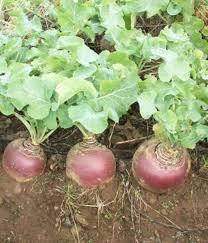 

Брюква красносельская 0.5г