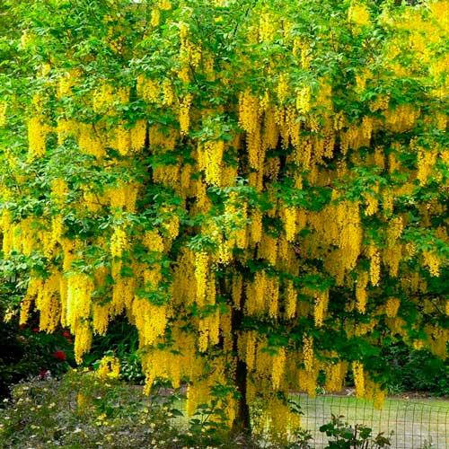 

Бобовник Золотой Дождь (Контейнер: 3 л; Саженец: 40-50 см)