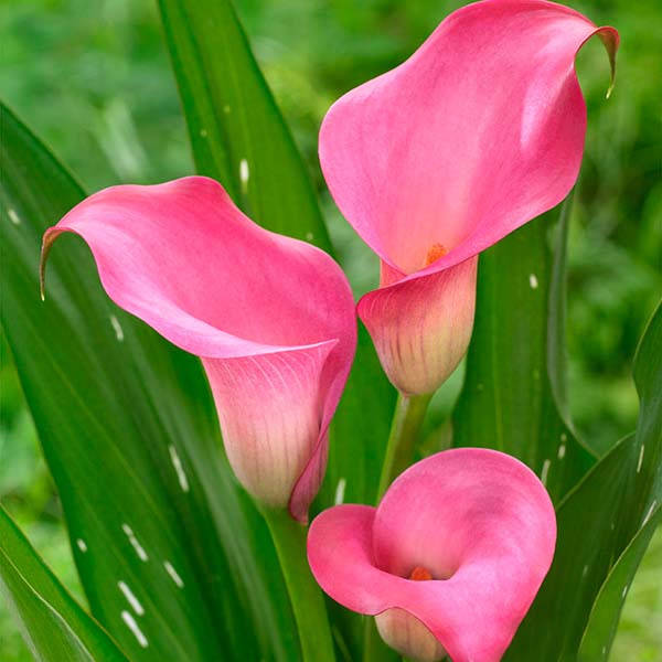 

Калла Zazu (Зазу) 1 клубень