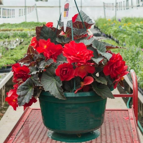 

Семена Бегония клубневая махровая Нонстоп F1 Скарлет красная 5 шт Benary