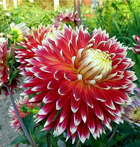 

Георгина гигантская Akita, Красный