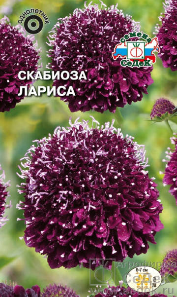 

Семена Скабиоза Лариса темно-пурпурная 0,1 грамма Седек, Пурпурный
