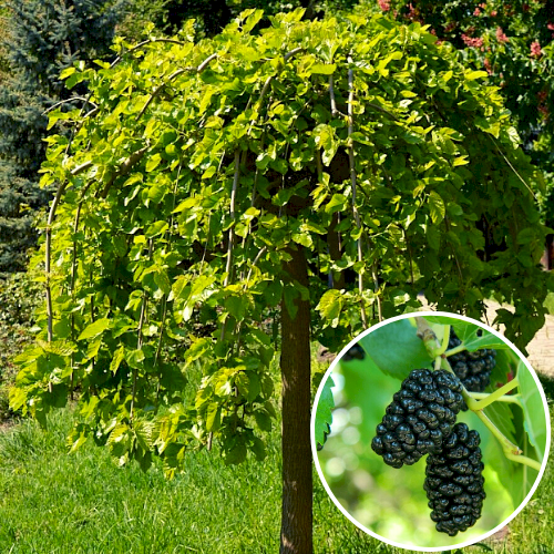 

Шовковиця "Плакуча" (Morus Pendula)(1.2м-1.5м)